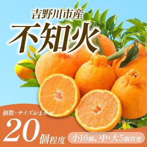 訳あり 不知火 しらぬい 5kg 不知火 みかん