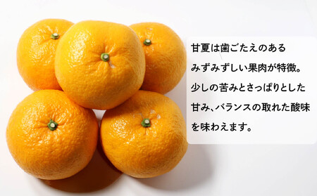 甘夏 10kg 甘夏 山口農園