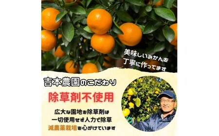 【甘平】【訳アリサイズミックス】甘平 約4kg 平均糖度14度超え