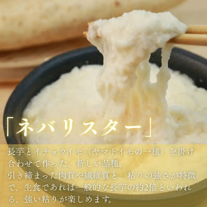 お届け：2026年12月中旬～2027年2月下旬　深浦町産 ネバリスター 約5kg 土つき 長芋[fu-0022-001]