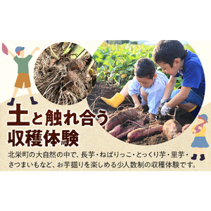 1284.【要予約 大人1名様用】北栄町 お芋収穫体験　長芋・ねばりっこ・とっくり芋・里芋・さつまいも　掘ったお芋5kg付き