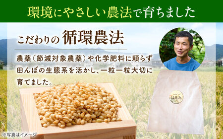 玄米 令和7年産 はるみ 5kg 玄米 [BDBF003-1]