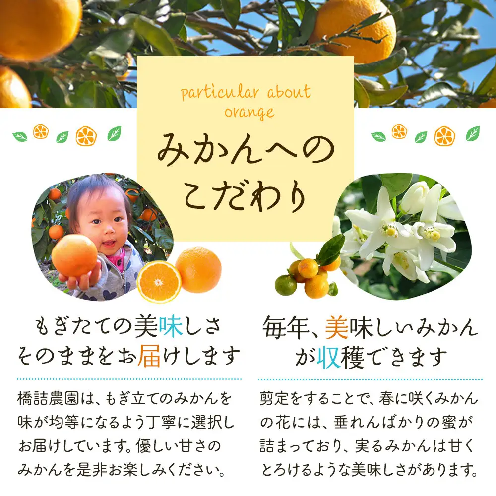 ※先行予約・2026年9月下旬発送開始予定※ 和歌山産 極早生みかん 10kg 3S～Sサイズおまかせ ［YN-26］ 橋詰農園