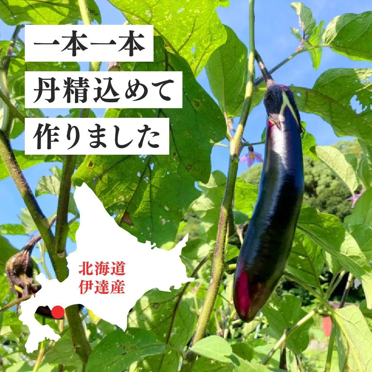 ＜先行予約＞北海道伊達産 長ナス 3kg 詰め [2026年発送]【ogr-001】