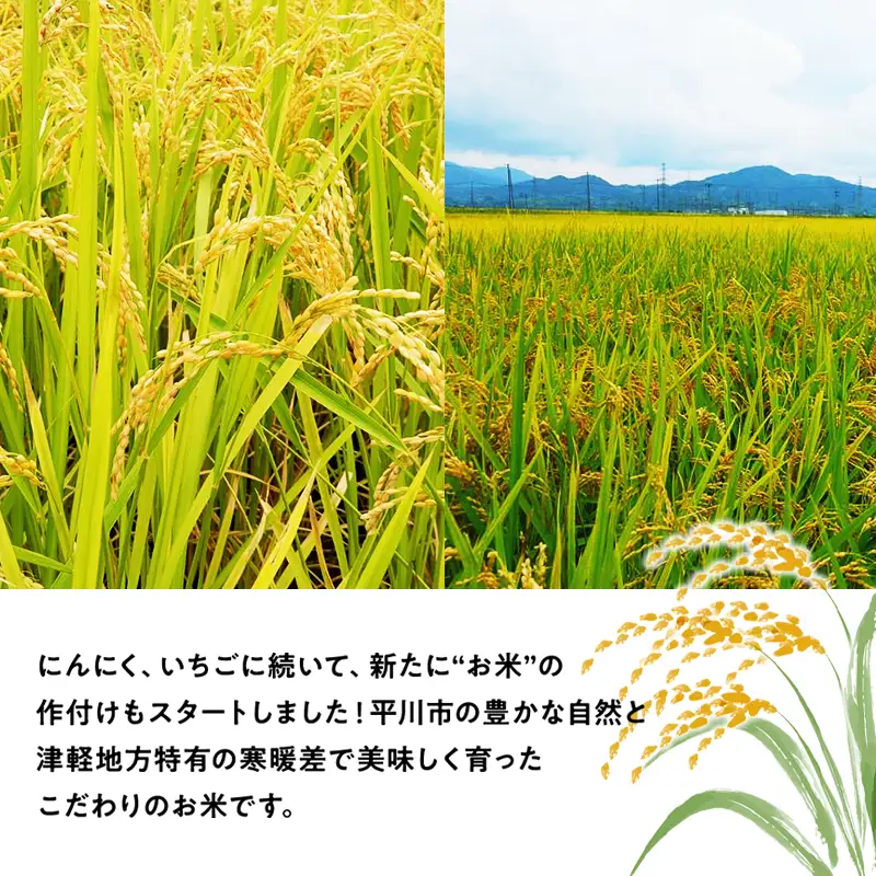 令和7年産 まっしぐら白米 10kg [hi-0028-011]