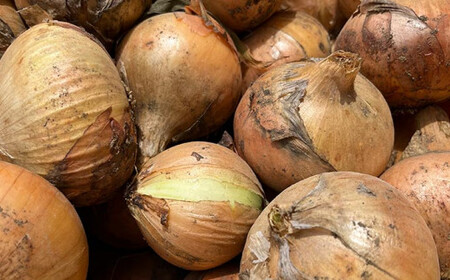 栽培期間中農薬・化学肥料不使用 くりのみ園の玉ねぎ  約4kg ［くりのみ園］ 2026年7月～8月末まで発送［H-88］