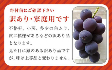 先行受付【訳あり】ピオーネ 約1kg 2～3房 2026年9月中旬～10月下旬発送予定［新規就農者応援コース 幸作会］果物 フルーツ ぶどう 不揃い 規格外 定長野県産 信州産 冷蔵便 小布施町［K-519］