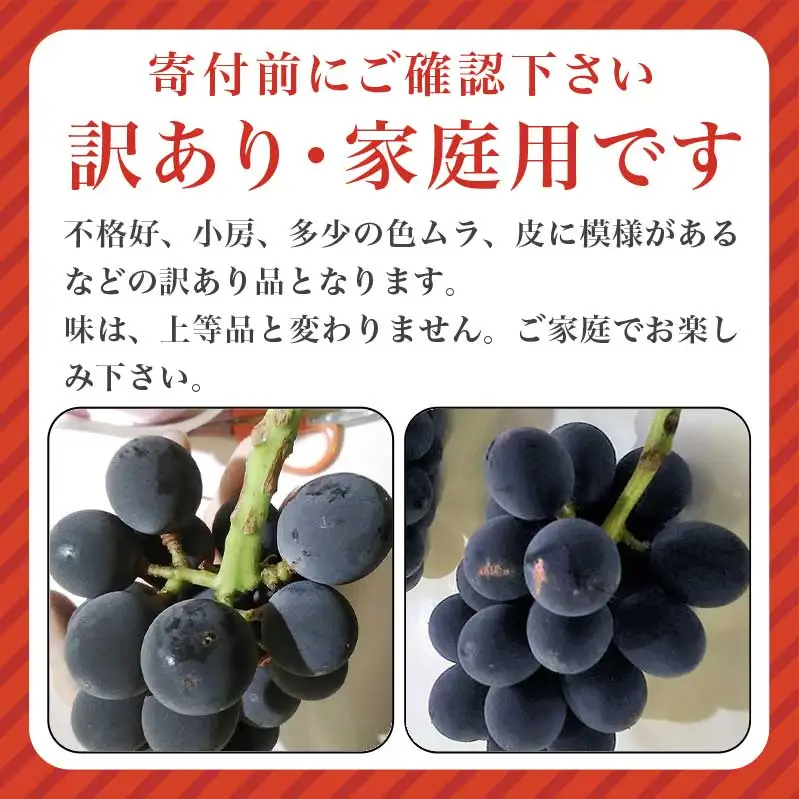 先行受付【訳あり】種なし巨峰 約1.8kg 4～8房 2026年8月下旬〜10月上旬頃発送予定［新規就農者応援コース 幸作会］［K-29］