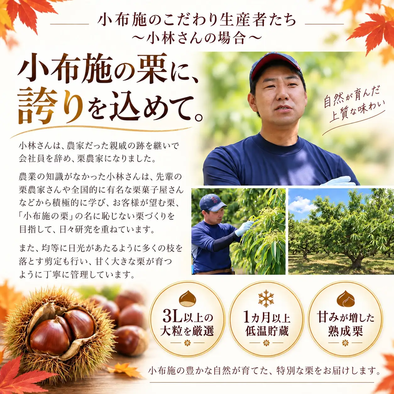 熟成小布施栗 4L以上限定 約1kg ［おぶせファーマーズ］生栗 くり 長野県産 信州産 令和8年産 【2026年11月上旬～12月中旬発送】[F-70]