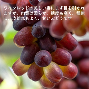 ぶどう岡山県産 紫苑 1房(約500g)   岡山県産 ぶどう