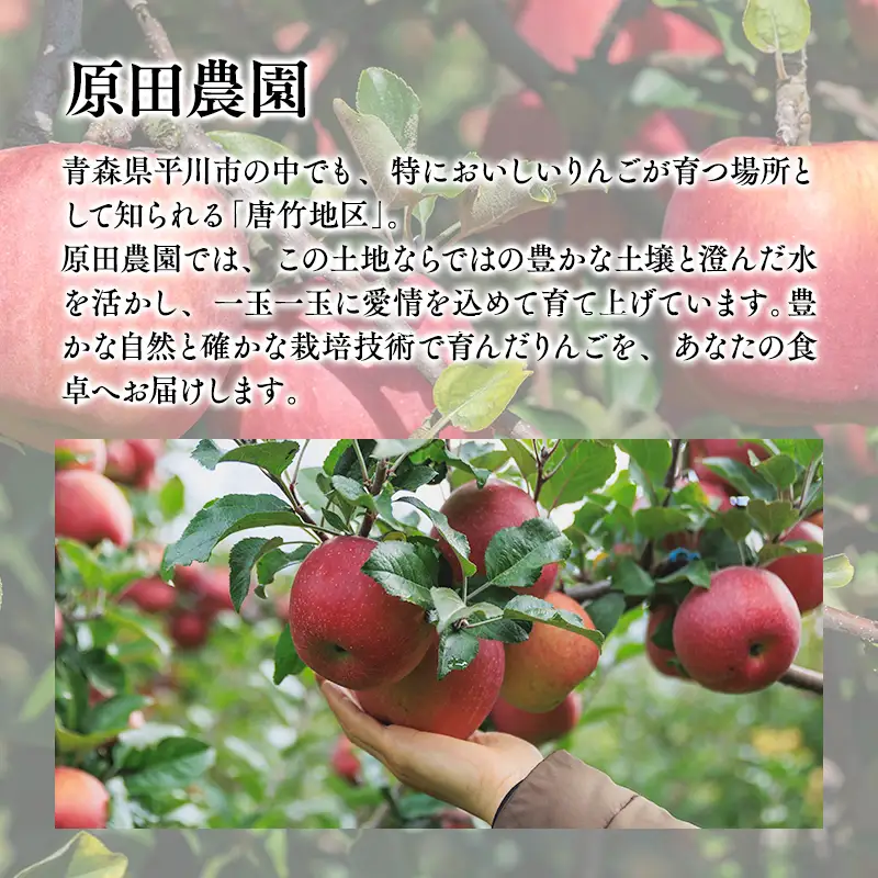 りんご 家庭用 王林 約5kg りんご