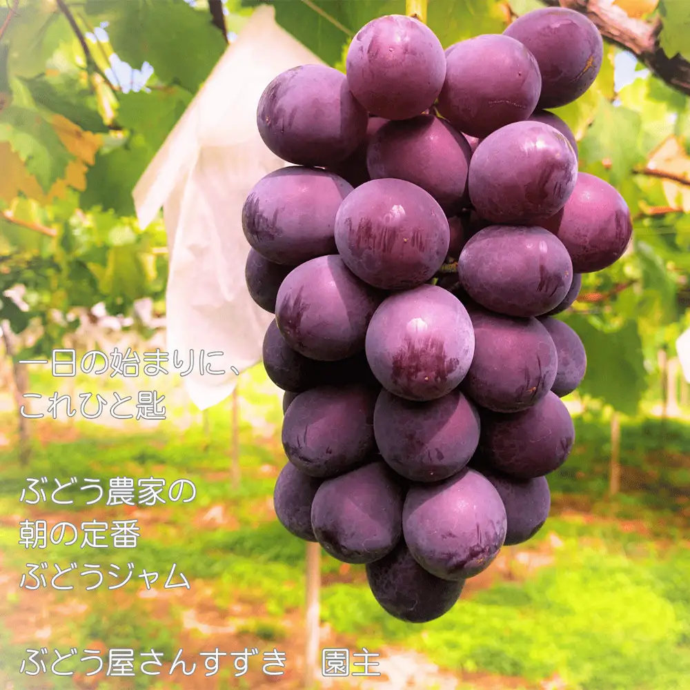 【ぶどう屋さんすずき】当園オリジナル ぶどうジャム　2個 ／ 巨峰ジャム フルーツジャム 国産ジャム 手作りジャム パンのお供 ヨーグルト トッピング デザートソース 料理 アレンジ 朝食 食品ギフト おしゃれジャム 甘さ控えめ フルーツソース 愛知県 No.538