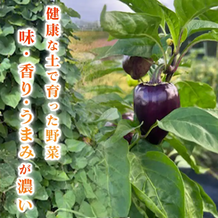 露地野菜 セット 【6～9品】 菌ちゃん農法 旬 化学肥料・農薬不使用 ／ 野菜セット 旬野菜セット 無農薬野菜 野菜詰め合わせ 農薬不使用野菜 露地野菜 国産野菜 産地直送 野菜宅配 季節野菜 料理好き 食材セット オーガニック野菜 健康野菜 新鮮野菜 愛知県 No.540