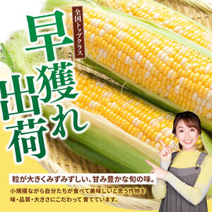 【令和9年発送】SUNちゃん農園産「ドルチェドリーム2kg以上（サイズ指定不可）」 【 とうもろこし ドルチェドリーム トウモロコシ 令和9年発送 数量限定 期間限定 】