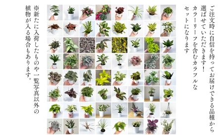 【期間限定】蒲郡で栽培した観葉植物セット（15種）_【G0749】