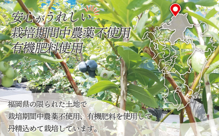 急速冷凍！栽培期間中農薬不使用ブルーベリー600g×2パック　計1.2kg[H4005]