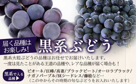 ＜西予の美味しいぶどう セレクトセット／黒系大粒ぶどう＆ベリーA 約2kg（岡山農園）＞ 果物 くだもの フルーツ ぶどう 葡萄 ブドウ セット 野菜ソムリエ 食べて応援 特産品 産地直送 西予ぶどう倶楽部 愛媛県 西予市 冷蔵 『8月中旬から9月下旬迄に順次出荷予定』OMC0017