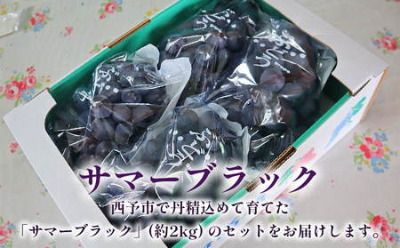 ＜サマーブラック 約2kg＞果物 くだもの フルーツ 葡萄 ブドウ 皮ごと食べられる 果実 岡山農園 愛媛県 西予市 冷蔵 『2026年7月下旬～8月中旬迄に順次出荷予定』UOB0002