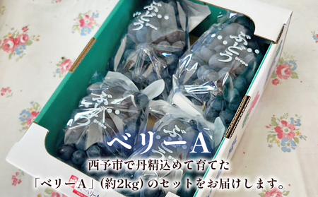 ＜ベリーA 約2kg＞果物 くだもの フルーツ 葡萄 ブドウ やわらかい 果実 青果 やさしい甘さ 甘い あまい 贈り物 岡山農園 愛媛県 西予市 冷蔵 『2026年8月中旬～9月下旬迄に順次出荷予定』UOB0003