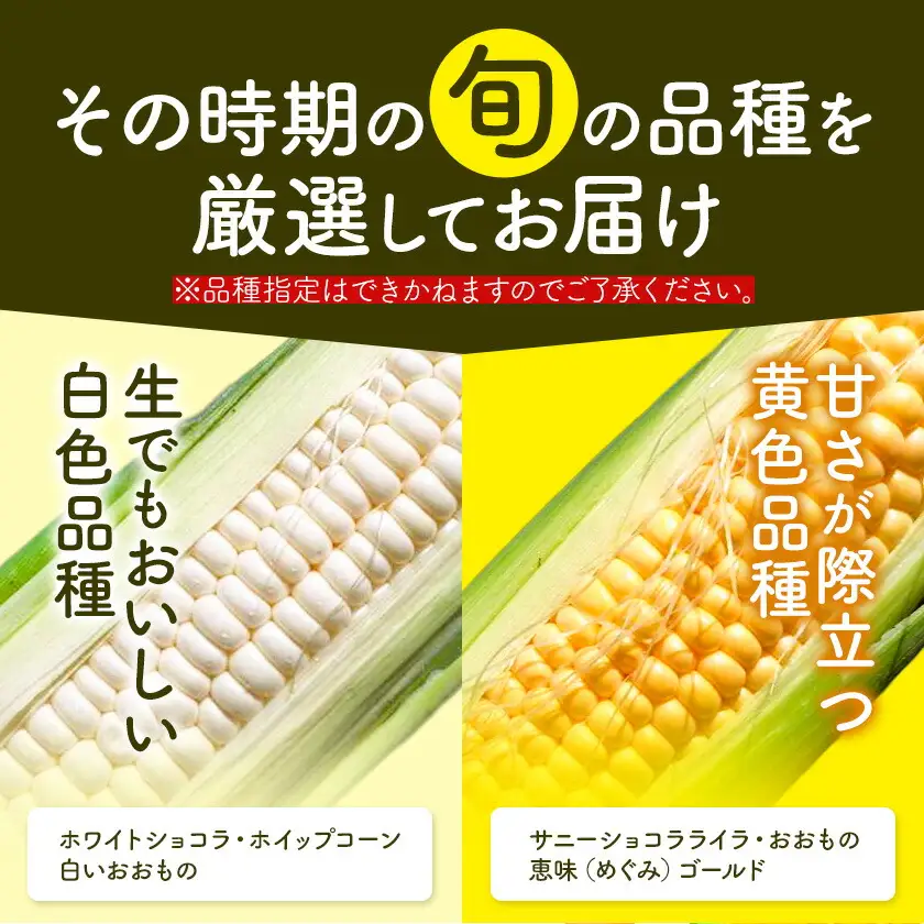 【先行予約】とうもろこし スイートコーン 約10本 約4kg のざわ農園 《2026年8月上旬-9月中旬頃出荷》