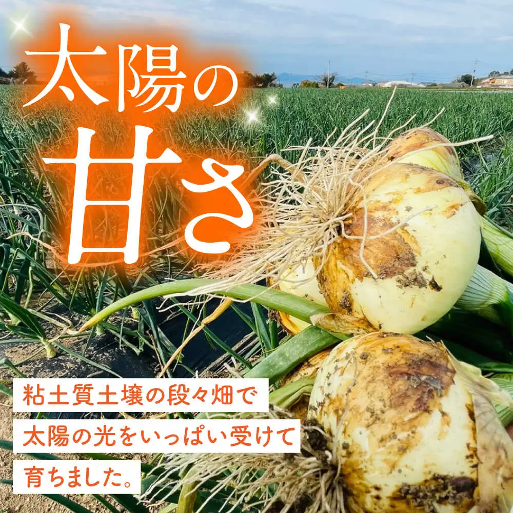 【2027年3月-発送】たまねぎ 5kg / タマネギ 玉葱 玉ねぎ 野菜 やさい カレー シチュー バーベキュー スープ サラダ / 南島原市 / 城谷農園[SGV001]