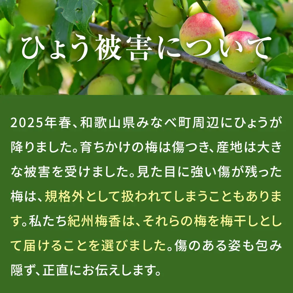 無添加梅干し ひょう被害エール規格外昔ながらの梅干し 塩のみで漬けたすっぱい梅干し 1kg（500gパック×2個） 塩分20% 20-HYO ［KU13］