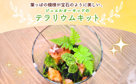 ＜ジュエルオーキッドのテラリウムキット＞コケ 苔 シダ インテリア ガーデニング 園芸 グリーン 緑 植物 キット栽培 作成キット 自作キット ハンドメイド 育成 観葉植物 西予苔園 愛媛県 西予市 【常温】『1か月以内に順次出荷』NKK0011