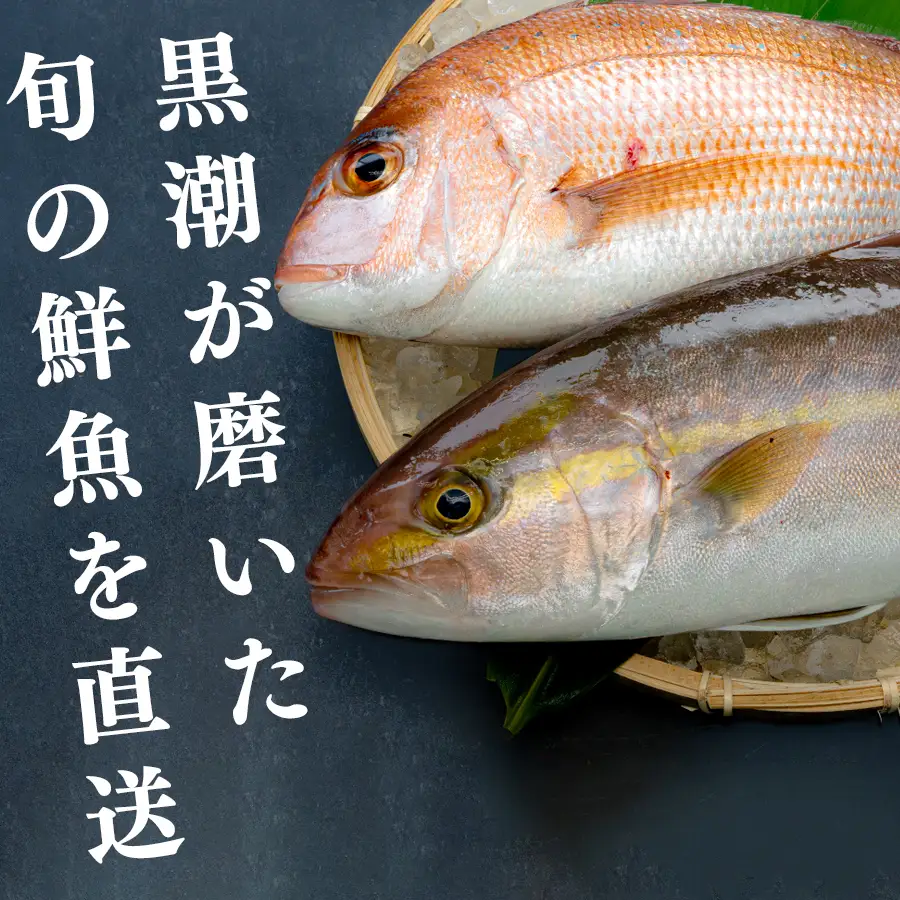 鮮魚 5kg- 鮮魚ボックス 詰め合わせ 刺身 刺し身 さしみ 鮮度抜群 産地直送 高知県産