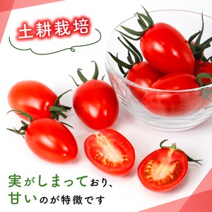 アイコ 約1.6kg 大瀧農園 トマト 完熟トマト 野菜 産地 直送 人気 国産 愛媛県 愛南町 発送期間：2026年3月1日～7月頃まで（※なくなり次第終了）