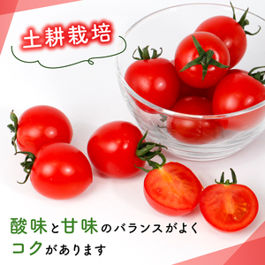 ラブリーさくら 約1.6kg 大瀧農園 トマト 完熟トマト 野菜 産地 直送 人気 国産 愛媛県 愛南町 発送期間：2026年3月1日～7月頃まで（※なくなり次第終了）