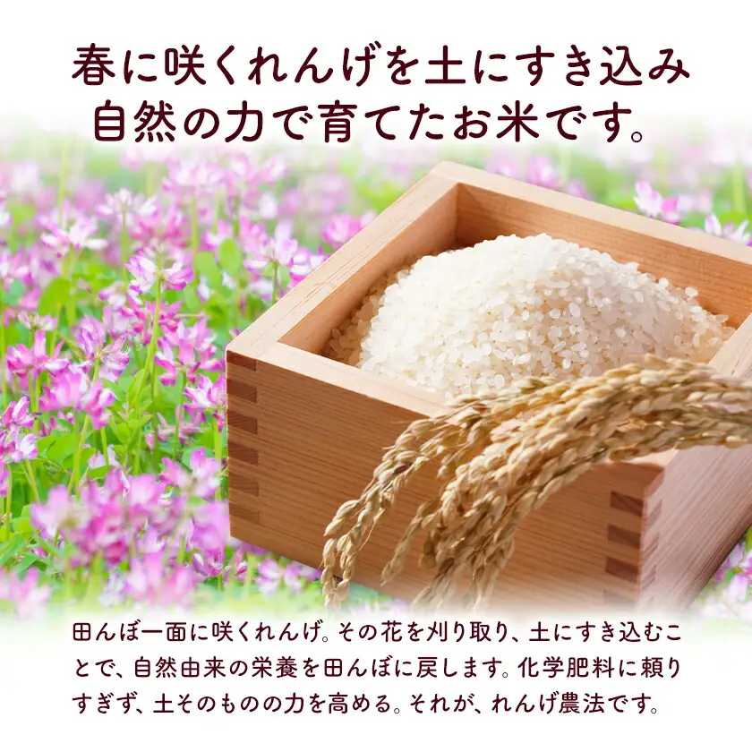 熊本県菊池市産のれんげ米 5kg 《30日以内に出荷予定(土日祝除く)》  精米方法 玄米 お米 レンゲ米 熊本県産 九州産 送料無料
