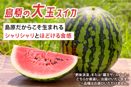 BJ698 【令和9年出荷分】 Farm honda 大玉スイカ 1玉 8kg以上