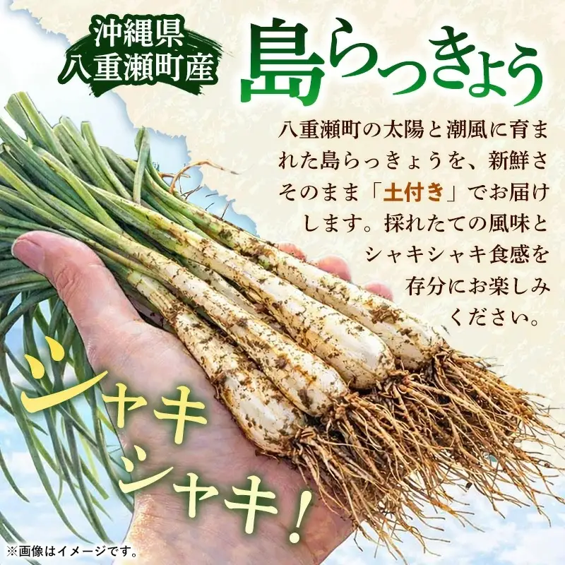 【先行受付】新地農園 沖縄県産 島らっきょう 約1.2kg - 生らっきょう 国産 先行予約 塩漬け 浅漬け 甘酢漬け 漬物 天ぷら チャンプルー 土付き おすすめ 送料無料 八重瀬町