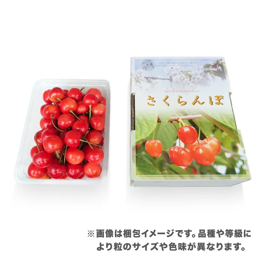 さくらんぼ 佐藤錦 500g 2L 秀品 sb-sns2x500
