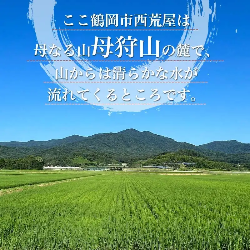 【令和8年産先行予約】ミルキープリンセス　無洗米　10kg（10㎏×1袋）　山形県鶴岡市産　伊藤農園　| 米 コメ こめ ブランド米 庄内米 ごはん ご飯 美味しい 国産 おすすめ 人気 お取り寄せ 山形県 鶴岡市 先行予約 返礼品