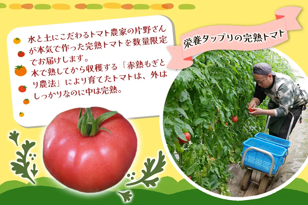 《2027年4月中旬より順次発送》栄養たっぷり！トマト農家片野さんちの完熟トマト「れおん」4kg [1152]