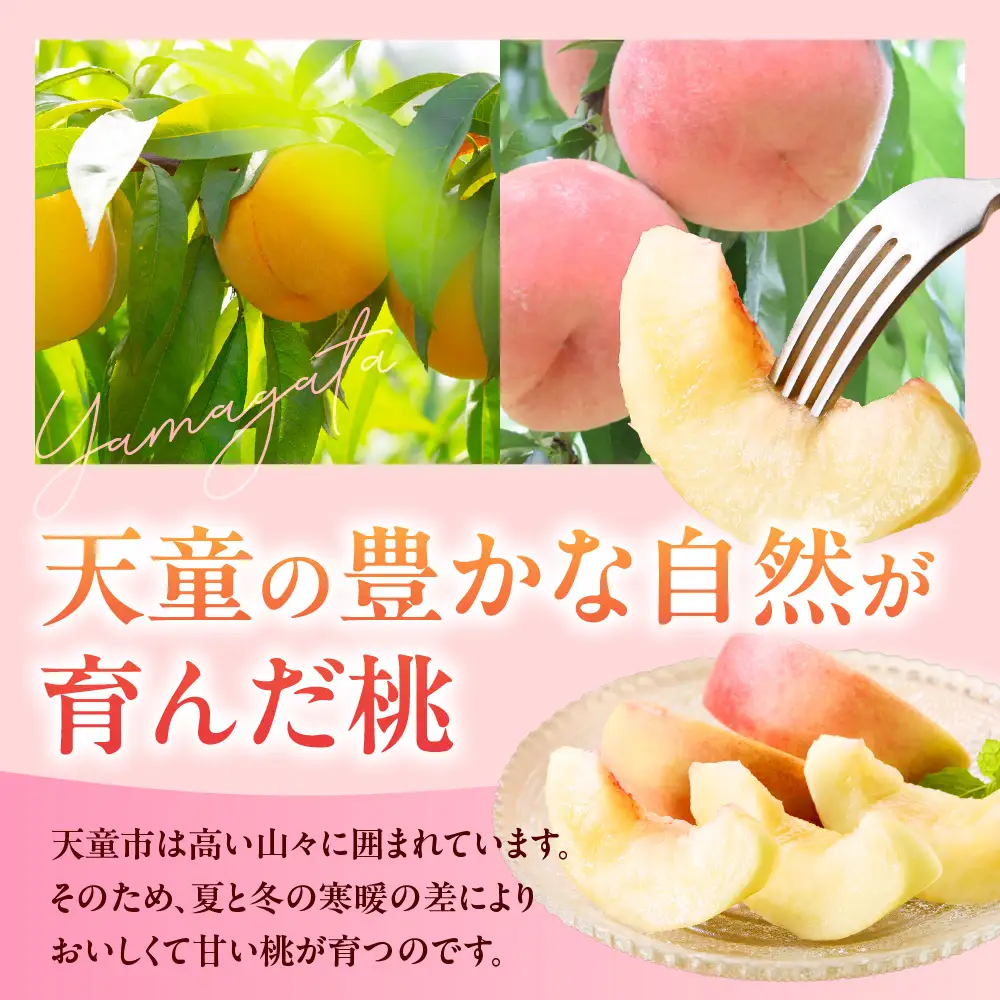 もも きららの極み 2kg フルーツ 果物 山形 黄桃 モモ 桃