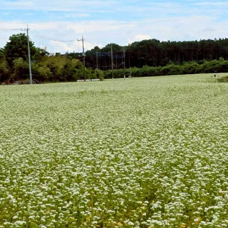 令和8年度 栃木県鹿沼市産 そば粉 1kg | 蕎麦 蕎麦粉 ガレット ※2026年11月～発送