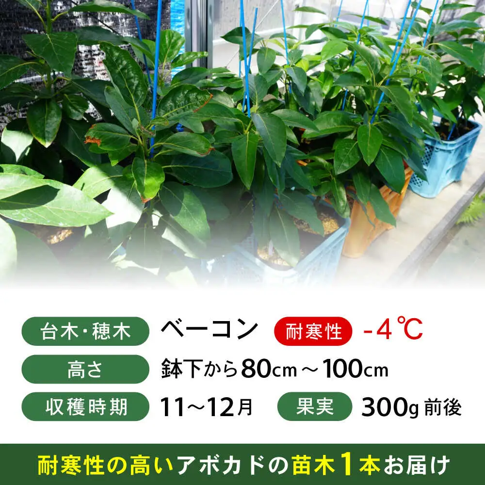 アボカド苗木 80?100cm 品種【ベーコン】 2年生苗 長崎県産 耐寒 / アボカド 苗木 国産 苗 定植 あぼかど / 諫早市 / アボカド長崎農園[AHEA005]