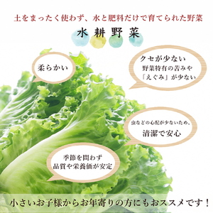  野菜 旬の水耕野菜セット 4種6袋以上 京都 亀岡産