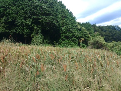 上野原産　在来もちあわ1ｋｇ　～栽培期間中農薬化学肥料不使用栽培 上野原の地形が作った雑穀の歴史～