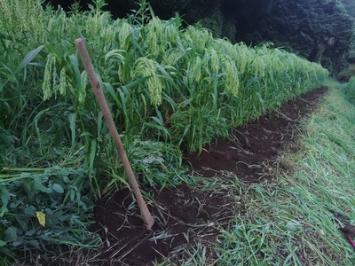上野原産　在来もちきび1ｋｇ　～栽培期間中農薬化学肥料不使用栽培 上野原の地形が作った雑穀の歴史～