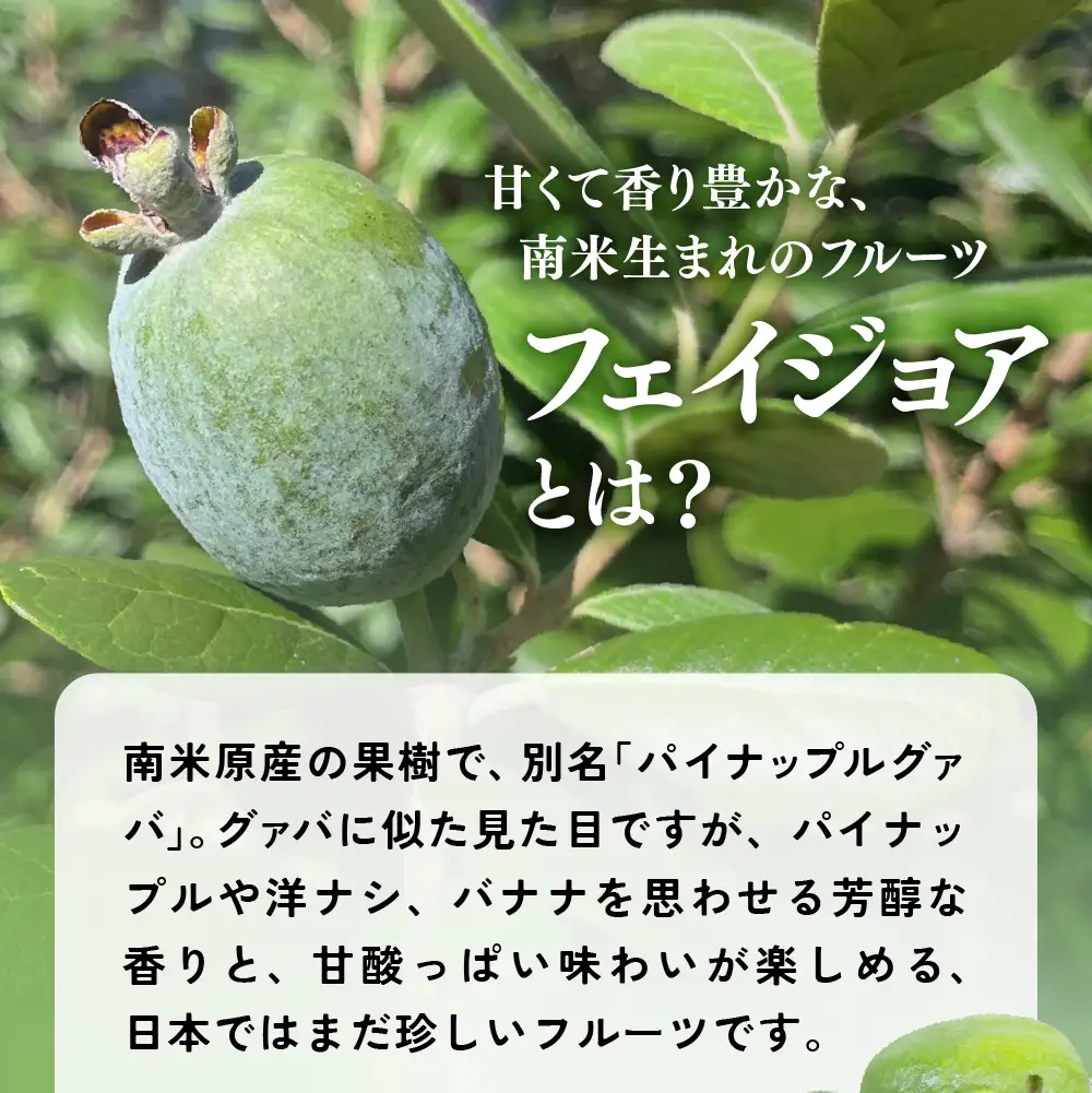 【先行予約】フェイジョア 果実 (大玉)  6個入り