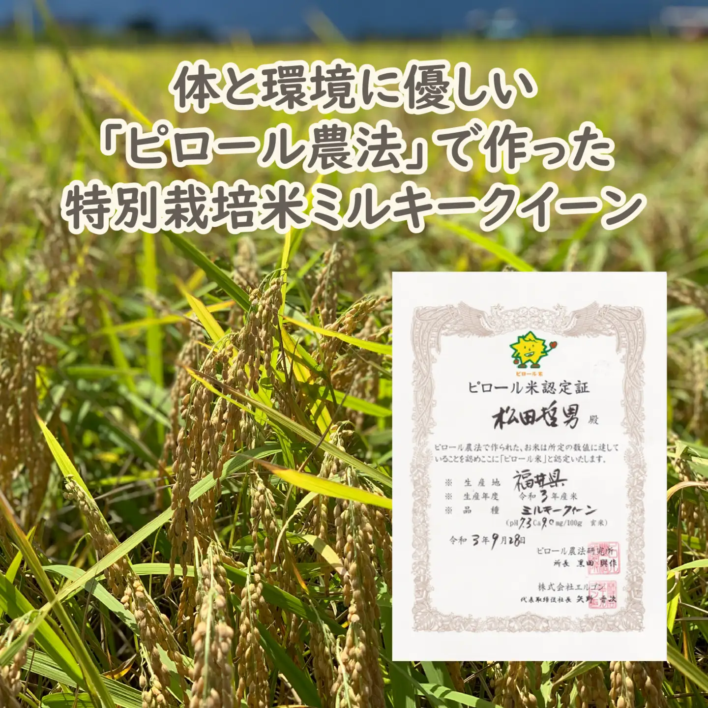 【先行予約】【令和8年産 新米】【12ヶ月定期便】ミネラル豊富！弱アルカリ性のピロール米 ミルキークイーン 白米 9kg（4.5kg×2袋） ×12回 計108kg 化学肥料5割以下・減農薬