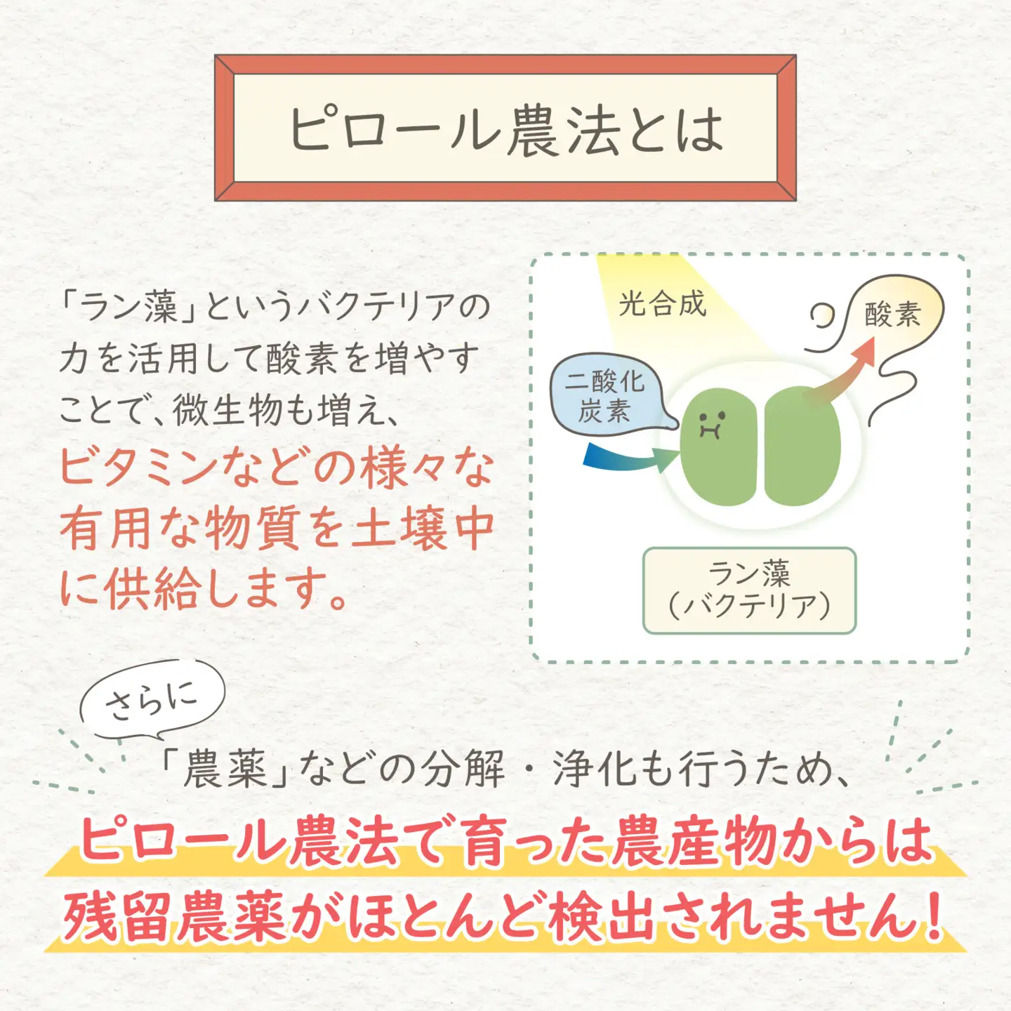【先行予約】【令和8年産 新米】【12ヶ月定期便】ミネラル豊富！弱アルカリ性のピロール米 ミルキークイーン 玄米 10kg（5kg×2袋）× 12回　計120kg 化学肥料5割以下・減農薬