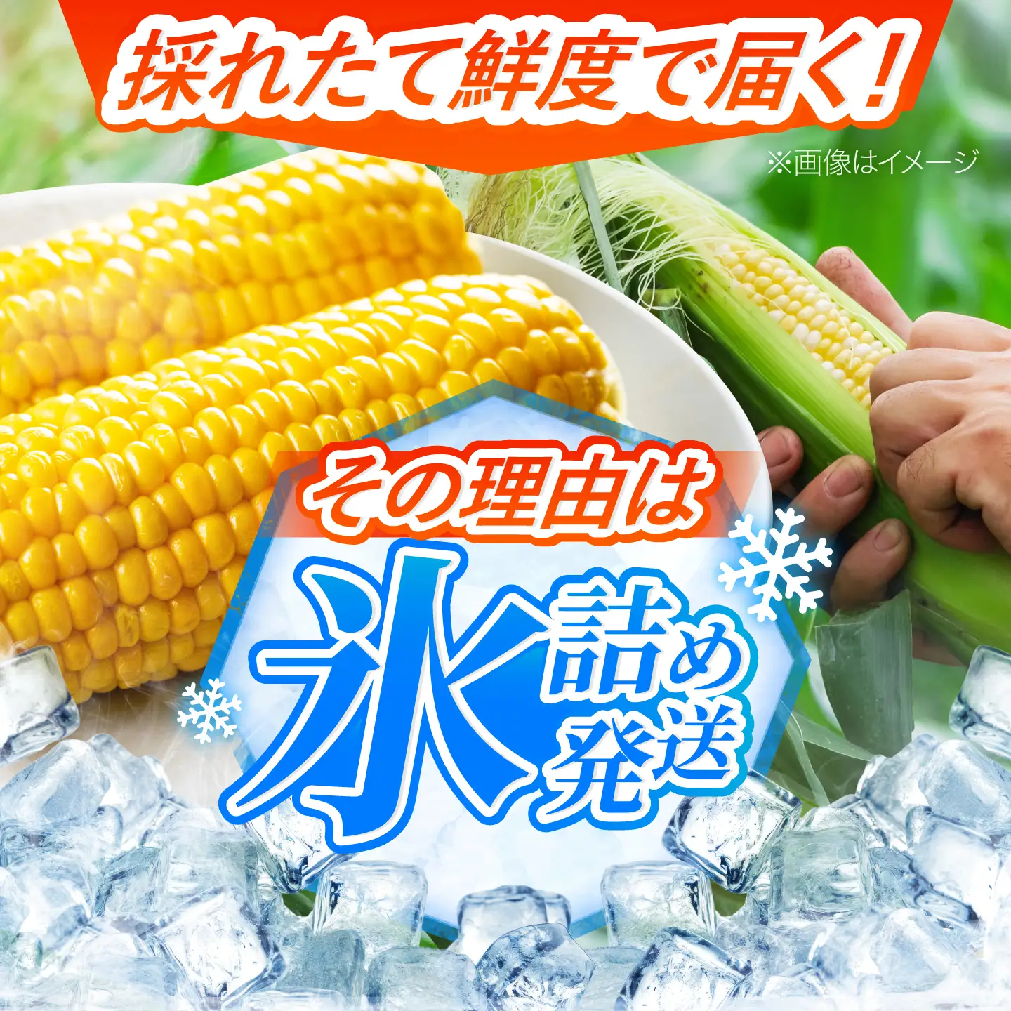 【先行予約】 氷詰めとうもろこし 恵味 10本 [BPAD004] とうもろこし