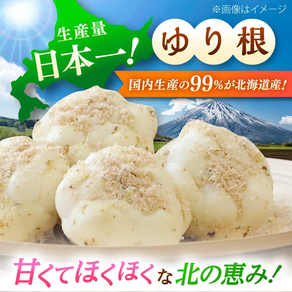【2026年11月上旬以降発送】 ゆり根 Lサイズ 約2kg | ゆり根 ゆりね 野菜 冬野菜 産地直送 北海道 | 道の駅 真狩フラワーセンター[BPAM002]