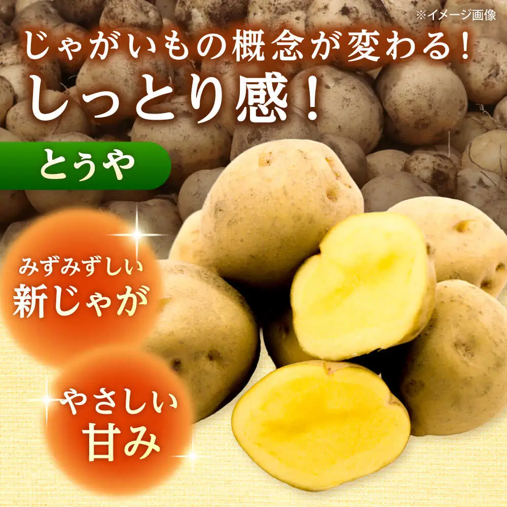 【先行予約】 じゃがいも とうや 10kg [BPAM023] じゃがいも 北海道