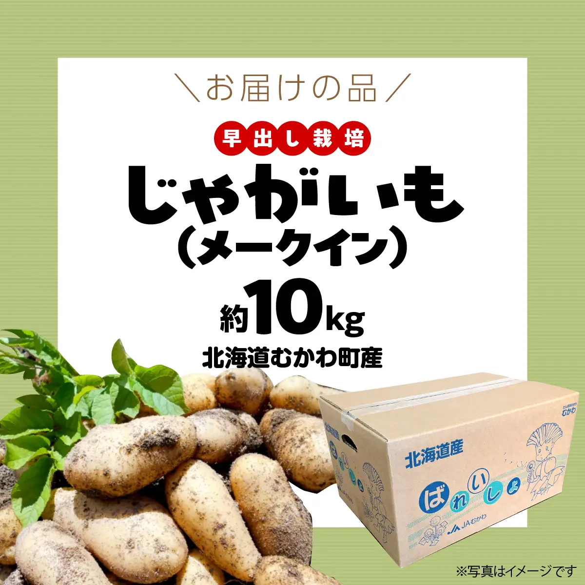 ＜2026年8月上旬より発送＞ばれいしょ MKWAL2001