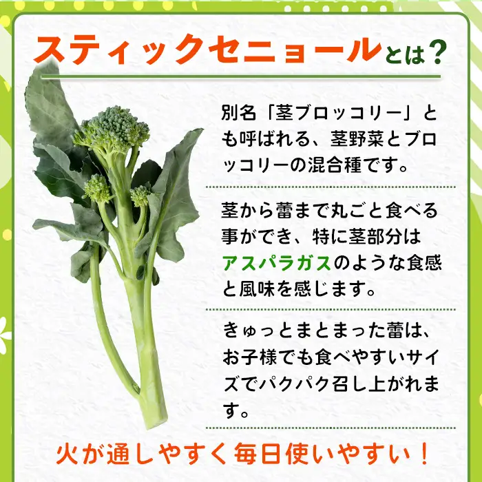 ＜先行予約受付中！2026年11月上旬以降順次発送予定＞ スティックセニョール (1.5kg) 国産 鹿児島県産 阿久根市産 ブロッコリー 野菜 サラダ お弁当 ピクニック 産地直送 茎ブロッコリー 肉巻き 数量限定 期間限定 【うとさんち】akn067-25